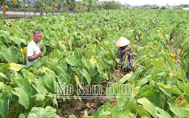 Trồng khoai môn lấy ngó - mô hình mới hiệu quả 