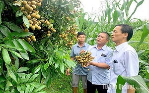 TUYÊN QUANG ỨNG DỤNG THÀNH CÔNG KỸ THUẬT CHO NHÃN RA QUẢ TRÁI VỤ