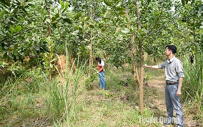 Hoàn thổ sau khai khoáng: Giải pháp cải tạo, phục hồi môi trường