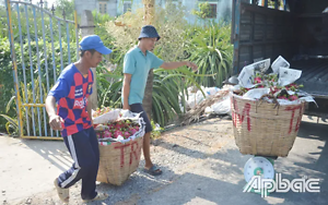 Tiền Giang: Vào vụ thuận, giá thanh long lao dốc