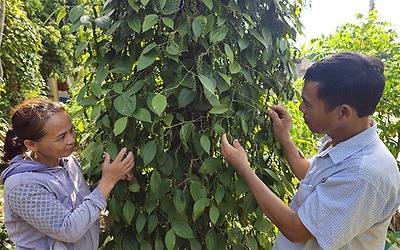 Niềm vui hồ tiêu được mùa, được giá