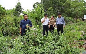 Bảo tồn, phát triển nguồn tài nguyên dược liệu