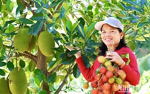 Thưởng ngoạn mùa cây ăn quả tươi ở Ninh Thuận