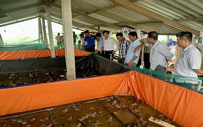 Châu Thành - Nuôi ếch Thái trong bể vừa dễ, vừa có lợi nhuận