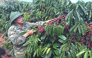 Phát triển thương hiệu “Cà phê Đăk Hà” vươn tầm quốc tế