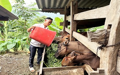 Bảo Lạc giúp người dân giảm nghèo bền vững từ mô hình sinh kế