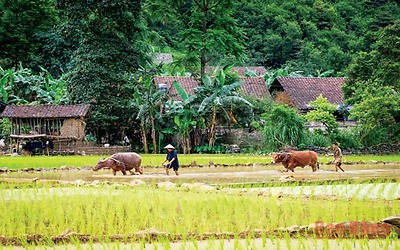 Nét đẹp Tết gọi hồn trâu và rửa cày bừa của người Tày, Nùng