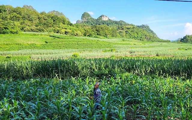 Hạ Lang phát triển sản xuất nông lâm nghiệp theo hướng hàng hóa
