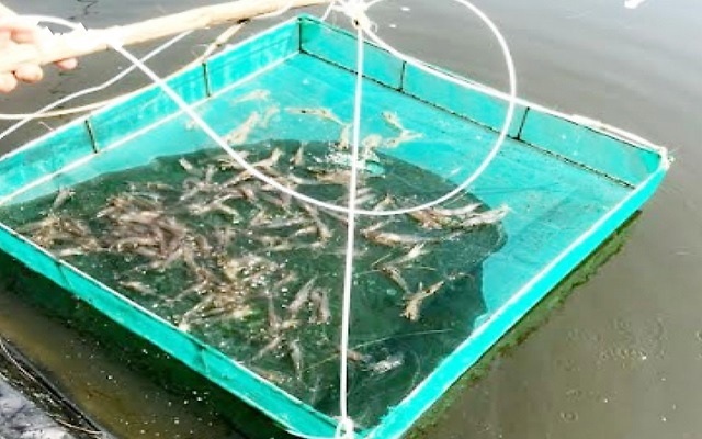 Quảng Nam được mùa nuôi tôm thẻ chân trắng