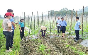 Giải pháp nâng cao hiệu quả cải tạo vườn tạp ở Bắc Quang