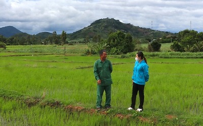 Kbang nhân rộng cánh đồng lúa một giống chất lượng cao