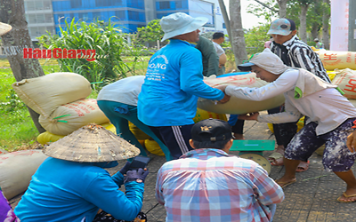 Thu hoạch hơn 9.000ha lúa Hè thu