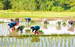 Chạy đua cùng thời vụ gieo cấy lúa Hè – Thu