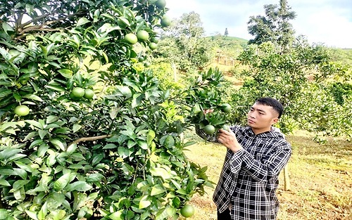 Sùng Minh Quang làm giàu trên mảnh đất quê hương