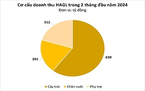 Sở hữu 700 ha thu hoạch nghịch vụ, loại cây 'bán giá nào cũng lãi' của bầu Đức sắp thu bộn nhờ ‘một mình một chợ’