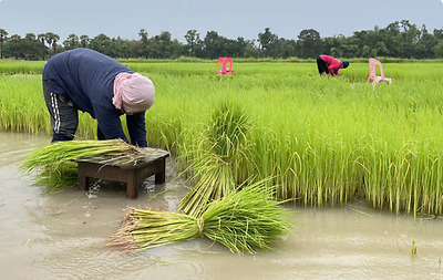 Tăng thu nhập cho người trồng lúa