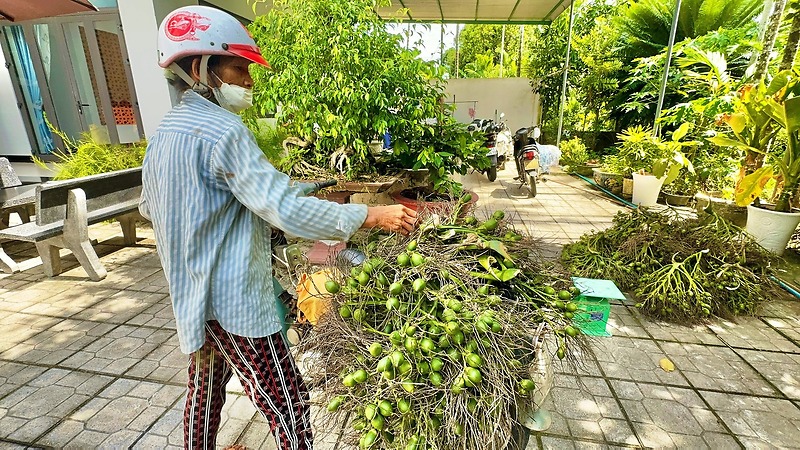 Quảng Ngãi: Giá cau cao kỷ lục, 