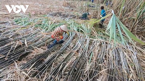 Nông dân Hậu Giang ăn, ngủ không yên vì lo mía không bán được, giá thấp