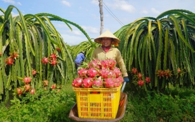 Thanh long vượt sầu riêng, dẫn đầu kim ngạch xuất khẩu