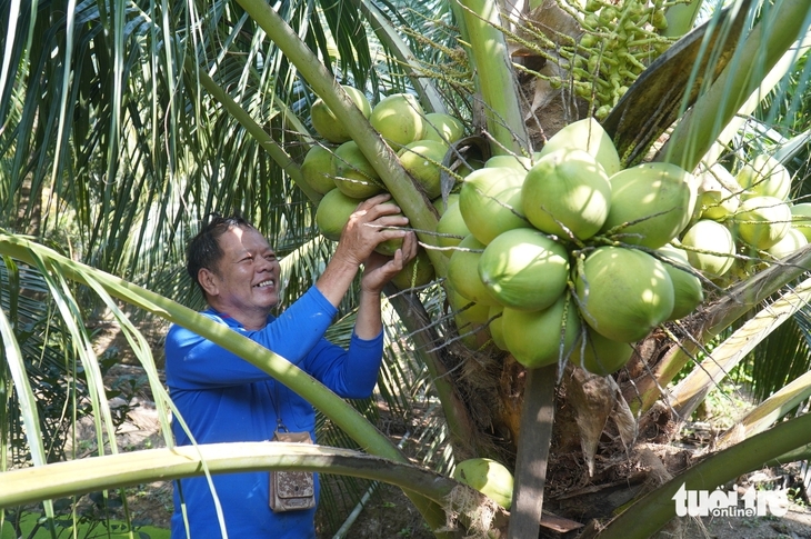 Đến lượt dừa xiêm tăng giá, nhà vườn miền Tây hưởng lợi