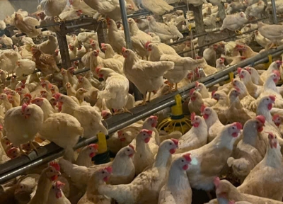 HTX Chăn nuôi Nguyễn Gia: Kiến tạo giá trị từ chăn nuôi sạch, bứt phá nhờ chuyển đổi số