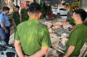 Phát hiện gần một tấn thịt heo bốc mùi tại nhà hàng ở Vĩnh Phúc