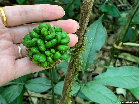 Mường Tè nhân rộng diện tích trồng sâm Lai Châu – Cây trồng tiềm năng góp phần giảm nghèo bền vững