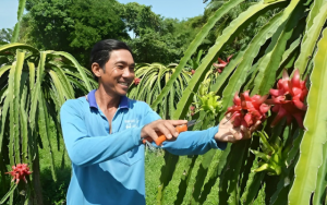 Thuận Châu: Nông nghiệp công nghệ cao mở lối thoát nghèo bền vững