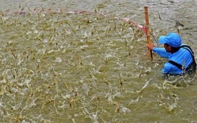 Cà Mau vươn mình thành “thủ phủ tôm” của cả nước