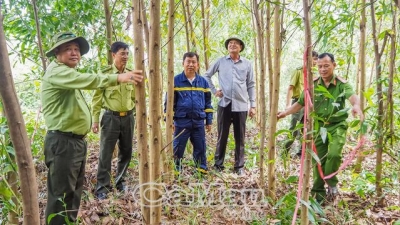 Giảm nguy cơ cháy rừng