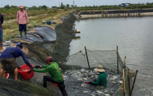 Cơ hội từ cá rô phi