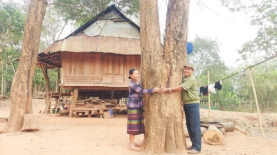 Bảo tồn loài gỗ trắc, giáng hương quý ở miền Tây Quảng Trị