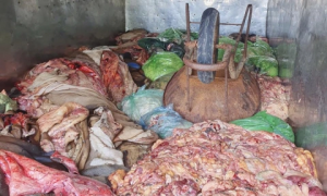  Hơn một tấn nội tạng bốc mùi trên xe tải