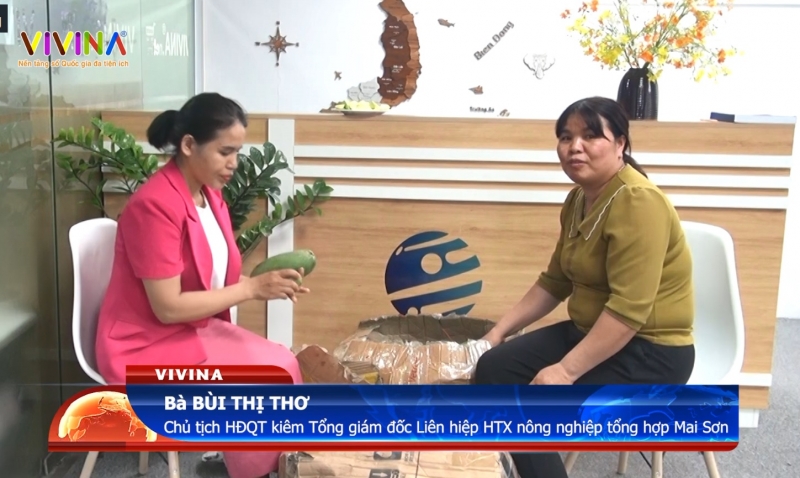 Sơn La đẩy mạnh chuỗi liên kết trồng xoài, mở rộng tiêu thụ qua nền tảng số quốc gia Vivina