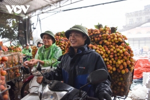 Người dân đội mưa đi bán vải thiều sớm