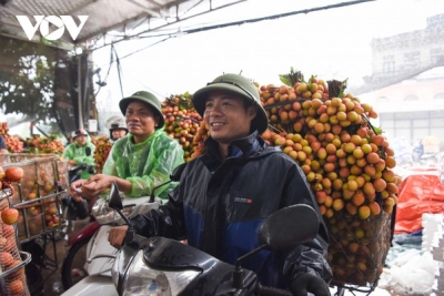 Người dân đội mưa đi bán vải thiều sớm