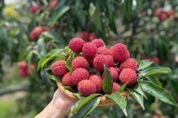 Vải thiều Trung Quốc đổ bộ chợ Việt, chị em thi nhau mua với giá lên tới 700 nghìn đồng/kg.