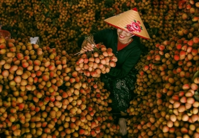 Cảm nhận niềm vui lao động qua bộ ảnh người dân thu hoạch vải