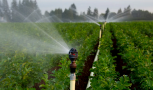 Gia Lai: Đẩy mạnh áp dụng khoa học công nghệ trong sản xuất nông nghiệp