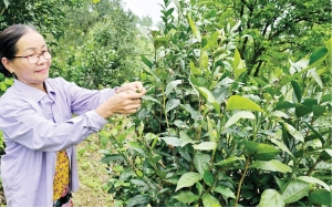 Xây dựng thương hiệu cho sản phẩm OCOP