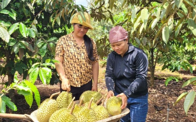 Gia Lai hướng tới mục tiêu bứt phá, chú trọng các ngành kinh tế mũi nhọn