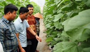 Hiệu quả mô hình tích tụ đất trồng dưa lưới công nghệ cao