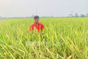 Cấy gần 40 mẫu ruộng hoang, một nông dân xã Nghĩa Dân thu lãi hàng trăm triệu đồng/ vụ