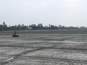 Toàn tỉnh đã xuống giống hơn 53 ngàn ha lúa thu đông