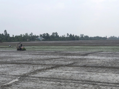 Toàn tỉnh đã xuống giống hơn 53 ngàn ha lúa thu đông