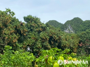 Được mùa vải thiều, nông dân Nghệ An vẫn kém vui vì mất giá