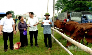 Huyện Yên Mô bàn giao bò sinh sản cho hộ nghèo, hộ cận nghèo