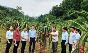 Đảm bảo an toàn thực phẩm trong sản xuất nông nghiệp