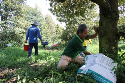 Nông dân huyện Châu Thành, Lai Vung chủ động trong bảo vệ vườn cây ăn trái mùa mưa bão