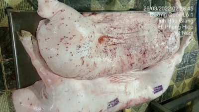 Vụ C.P. Việt Nam: Xem xét kỷ luật cán bộ đóng dấu ‘được lưu thông’ vào heo bệnh